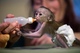 Hermosos monos capuchinos disponibles