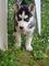 Husky con pedigree.whatsapp:+4917677260688 - Foto 1