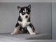 Husky maravillosas whatsapp:+4917677260688