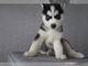 Husky Nacionales al mejor precio.whatsapp:+4917677260688 - Foto 1