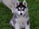 Husky negros y blancos