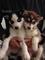 Husky negros y choco whatsapp:+4917677260688 - Foto 1