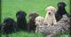 Increíbles y juguetones cachorros de Labrador Retriever - Foto 1