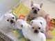 Lindos cachorros de bulldog francés que buscan un nuevo hogar