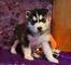 Magníficos cachorros de husky siberiano, 1 macho y 1 hembra, AKC - Foto 1