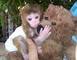 Mono capuchino - Foto 1