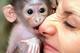 Mono capuchino para la adopción - Foto 1