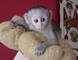 .monos capuchinos de rostro blanco macho y hembra para adopción