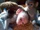 Monos capuchinos para adopción