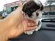 PRECIOSA Cachorros de raza Shih-tzu - Foto 1