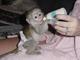 Precioso mono capuchino