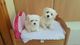 Preciosos Cachorros de Bichón Maltés Toy - Foto 1