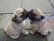 .Preciosos cachorros de pug, 1 macho y 1 hembra, para Adopción - Foto 1