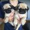 ..Preciosos cachorros de pug, 1 macho y 1 hembra, para Adopción - Foto 1