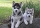 Preciosos cachorros Husky .whatsapp:+4917677260688 - Foto 1