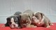 Raros cachorros de bulldog inglés de tres colores
