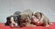 Raros cachorros de bulldog inglés de tres colores...//