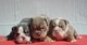 ..raros cachorros de bulldog inglés de tres colores./ - Foto 1