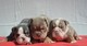 ..raros cachorros de bulldog inglés de tres colores./