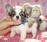 REGALO Adorable Chihuahua cachorros para su adopción - Foto 1