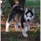 REGALO Adorable Siberian Husky cachorros - Foto 1