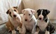 Regalo cachorros bull terrier ,