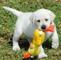 REGALO Cachorros Labrador Adopción - Foto 1