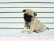 Regalo excelente pug carlino para adoption