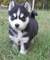 Regalo Hermosos cachorros husky siberiano - Foto 1