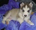 Regalo lindo alaskan malamute cahorros disponible