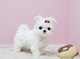 Regalo lindo bichon maltes toy cachorros - Foto 1