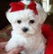 Regalo lindo bichon maltes toy cachorros - Foto 1