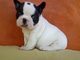 Regalo lindo bulldog frances cachorros para adopcion