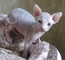 Regalo lindo gatos sphynx preciose bebe