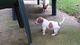 Regalo lindo jack russel cachorros para adopcion - Foto 1