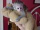Regalo Lindo y hermoso bebé capuchinos monos para adopción - Foto 2