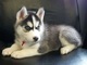 Regalo magnificos husky siberiano cachorros - Foto 1