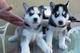 Regalo perritos pedigríes puros puros del husky siberiano