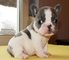 Regalo preciose bulldog ingles cachorros