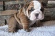 Regalo preciose bulldog ingles cachorros - Foto 1