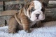 Regalo preciose bulldog ingles cachorros