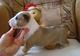 Regalo preciose cachorros bull terrier en listos