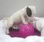Regalo Preciose cachorros bull terrier en listos - Foto 1