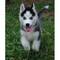 Regalo preciosos husky cachorros garantizados