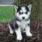Regalo Siberian husky cachorros disponibles - Foto 1