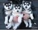 Regalo tengo 3 increíbles cachorros siberian husky