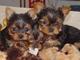 Regalo toy cachorros yorkshire terrier (yorkie)