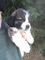Saint Bernard cachorros - Foto 1