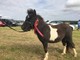 Shetland colt coloured