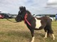 Shetland colt coloured